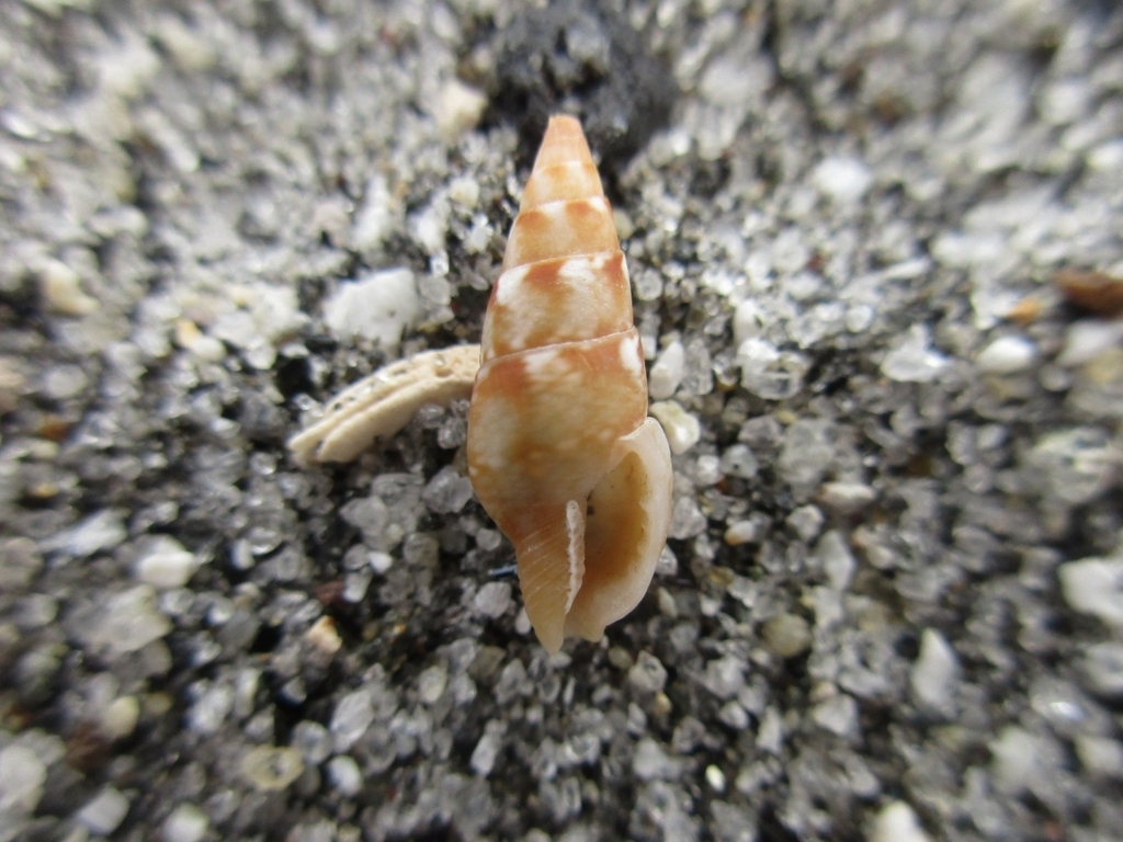 Mitrella lischkei