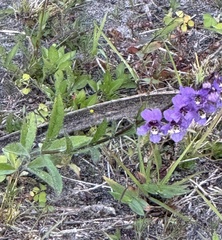 Angelonia angustifolia, photograph author not stated, no rights reserved