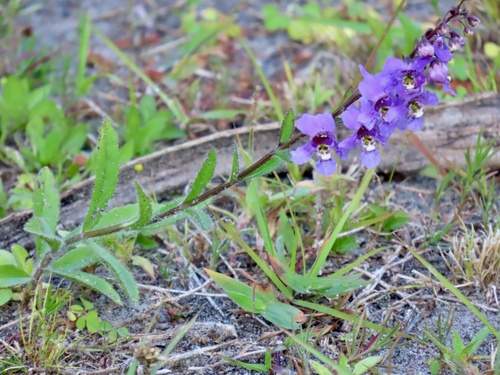 Angelonia angustifolia, photograph 6
