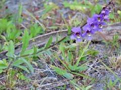 Angelonia angustifolia, photograph author not stated, no rights reserved