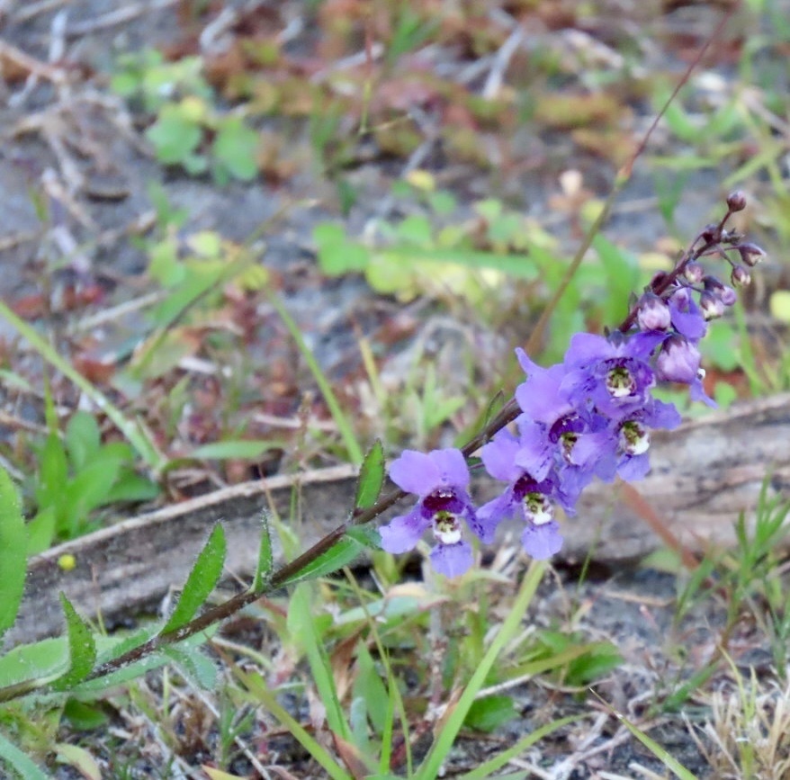 Ngọc hân – Angelonia angustifolia