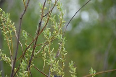 Salix bicolor