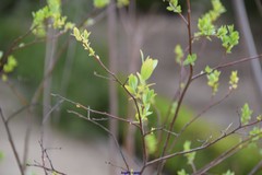 Salix bicolor