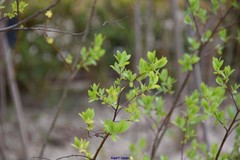 Salix bicolor