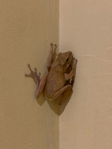 Polypedates leucomystax