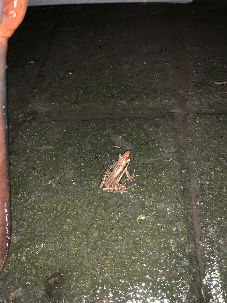 Bijurana nicobariensis (Bijurana nicobariensis)