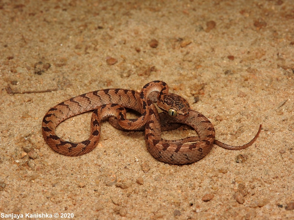Sri Lanka Cat Snake