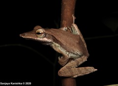 Taruga longinasus