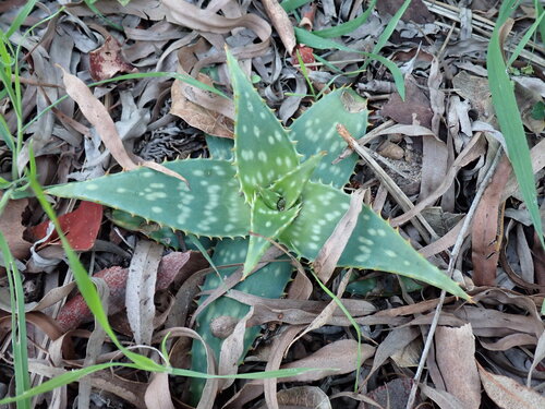 Aloe macracantha Baker