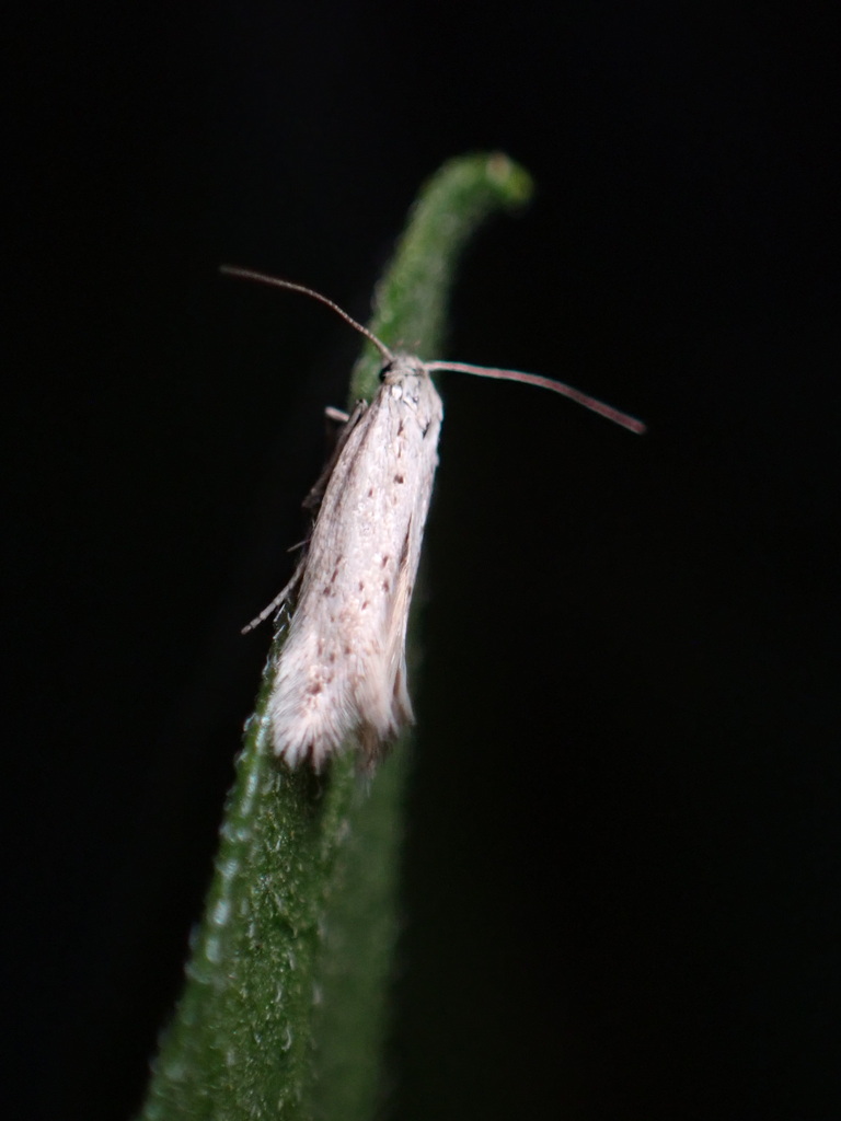 Elachista coniophora