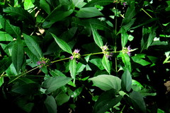 Decodon verticillatus