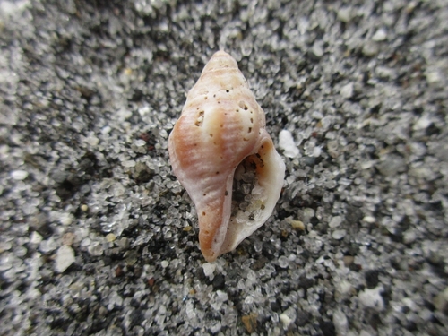 Bedevina birileffi observed 2026-01-21