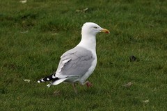 Larus argentatus
