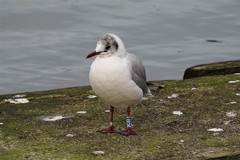 Chroicocephalus ridibundus