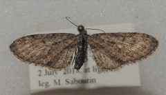 Eupithecia sheppardata