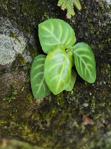 Lepidagathis inaequalis, photograph 2
