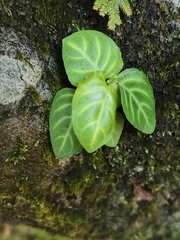 (c) Yinling Chen, some rights reserved (CC BY) Lepidagathis inaequalis, photograph (c) Yinling Chen, some rights reserved (CC BY)