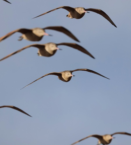 Marbled Godwit (Limosa fedoa), photo 8