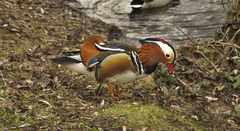 Aix galericulata
