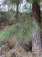 Pinus canariensis