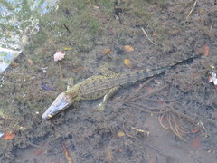 Crocodylus rhombifer