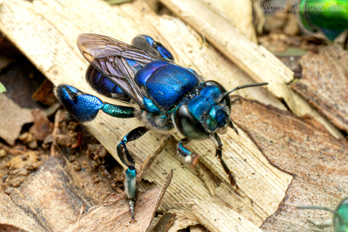 Euglossa analis