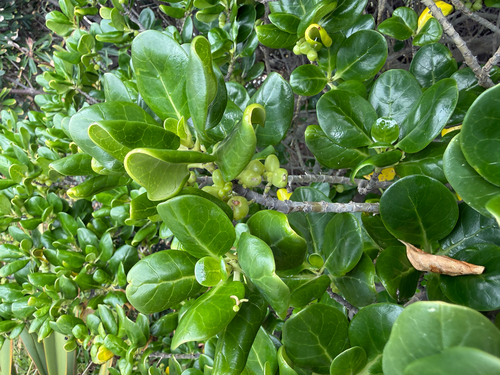 Coprosma repens observed 2026-01-22