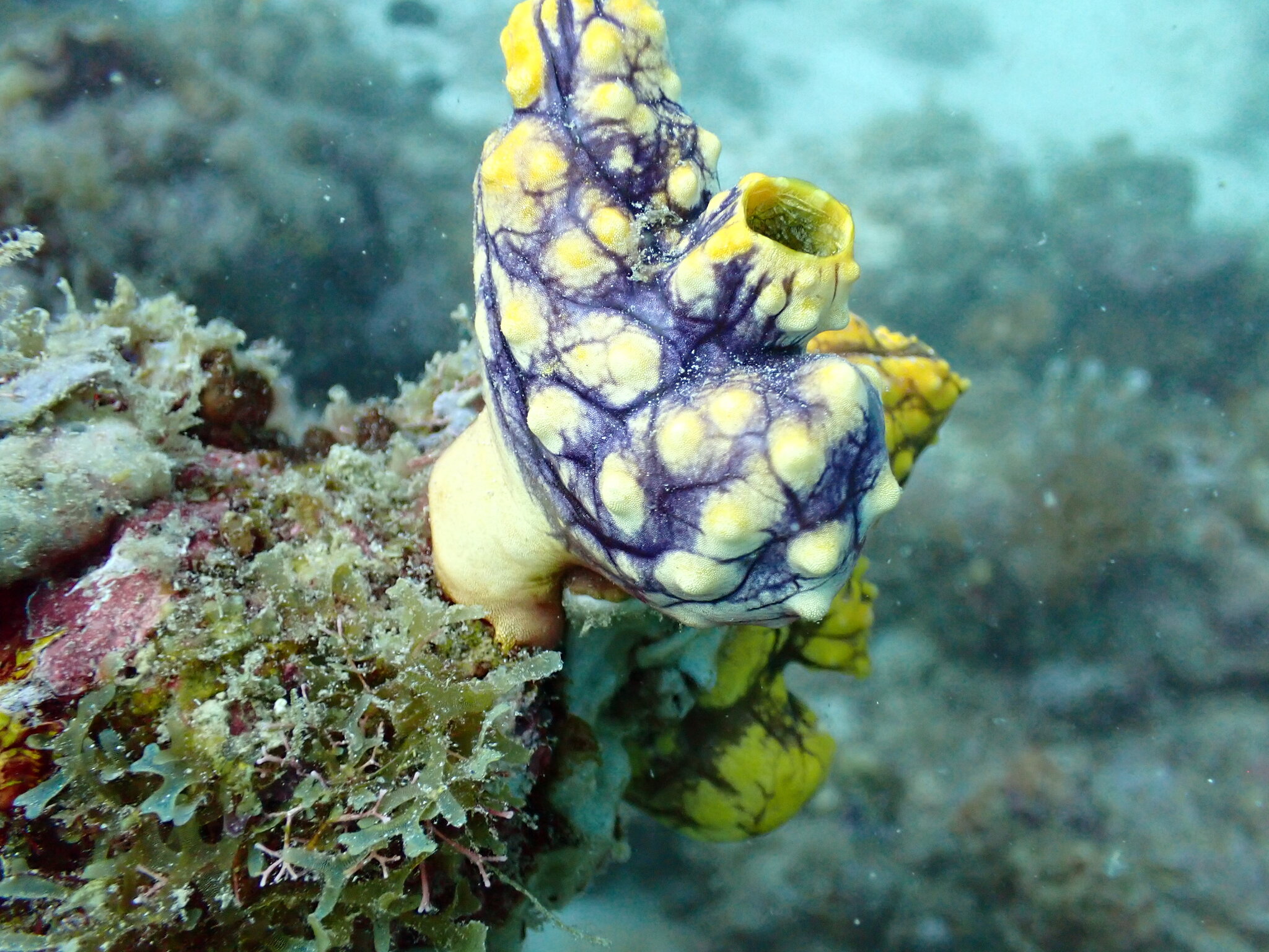 Polycarpa aurata (Quoy & Gaimard, 1834)