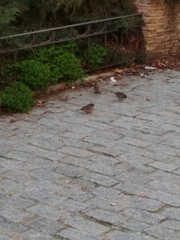 Passer domesticus