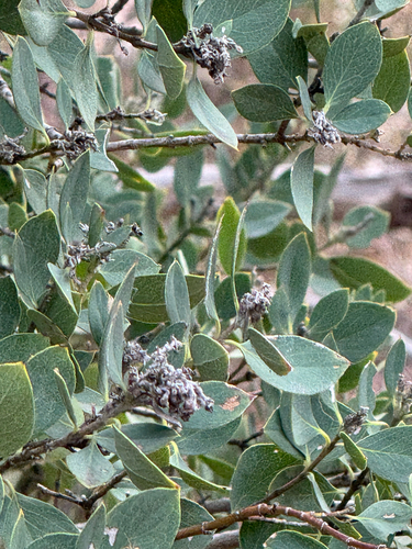 Wright's silktassel (Garrya wrightii)