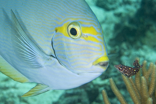 Redfin Hogfish — seen at this dive site