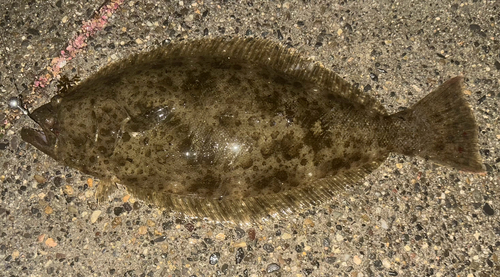California flounder (Paralichthys californicus) — Paralichthyidae