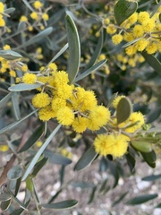 Acacia redolens