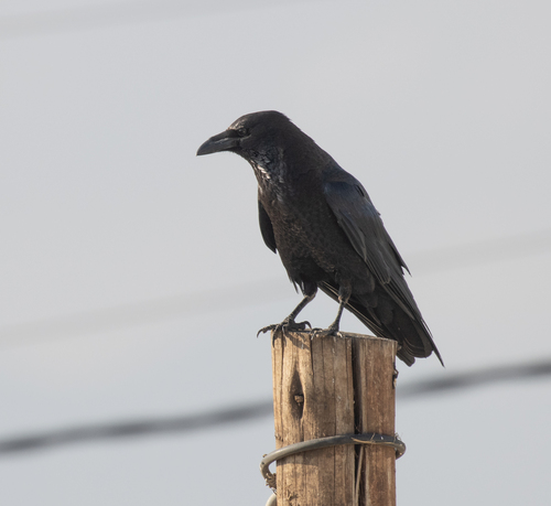Somali Crow (Corvus edithae), photo 2