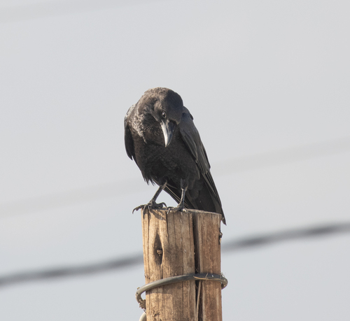 Somali Crow (Corvus edithae), photo 3