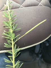 Cleome usambarica