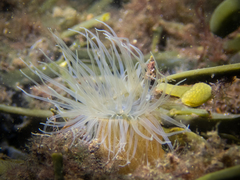 Protanthea simplex