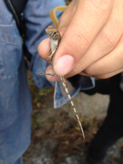 Sceloporus utiformis