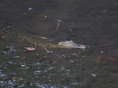 Crocodylus rhombifer