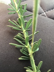 Cleome usambarica