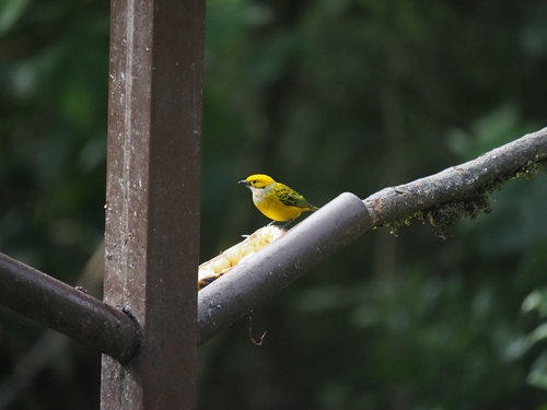 Silver-throated Tanager (Tangara icterocephala), photo 2