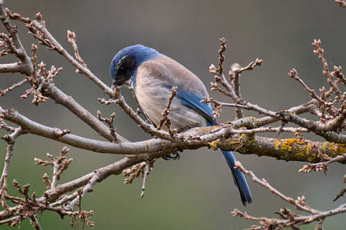 California Scrub-Jay