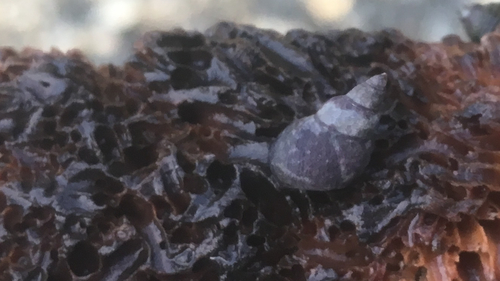 Littorina plena · iNaturalist Ecuador