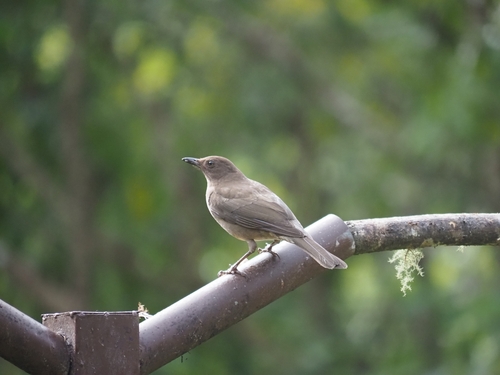 Mountain Thrush (Turdus plebejus), photo 2
