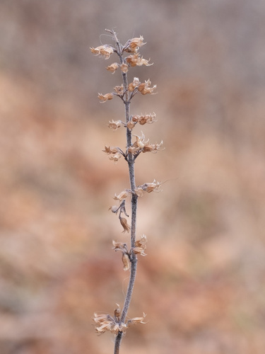 American pennyroyal (Hedeoma pulegioides)