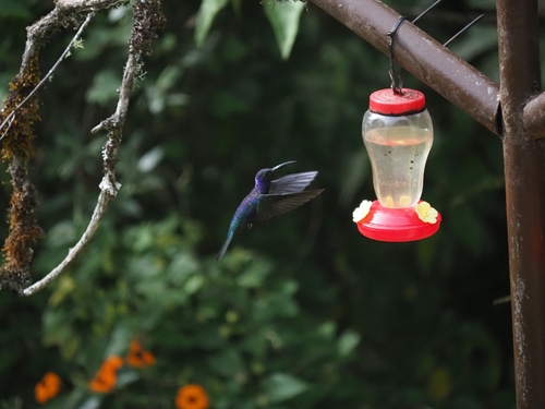 Violet Sabrewing (Campylopterus hemileucurus), photo 5