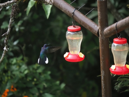 Violet Sabrewing (Campylopterus hemileucurus), photo 6