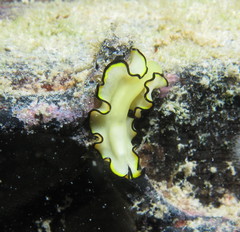 Eurylepta