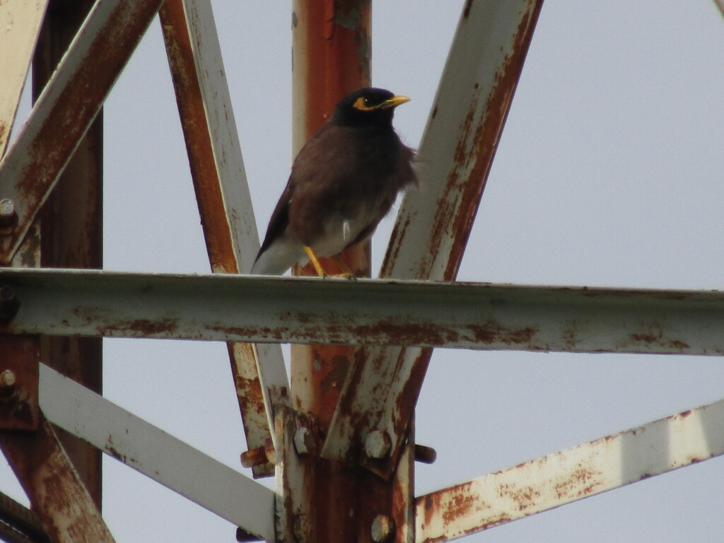 Bhat shalik (Acridotheres tristis)