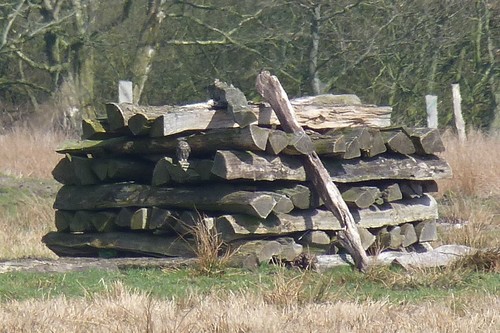 View observation of {o.common_name} on iNaturalist